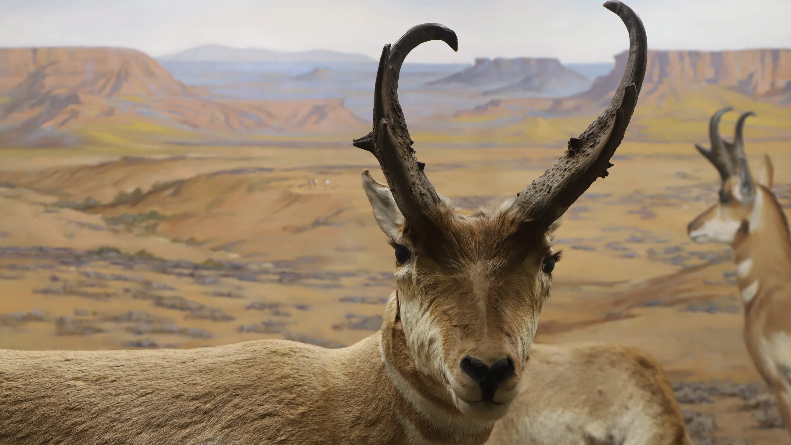 Scavenger Hunts University Of Iowa Museum Of Natural History The 